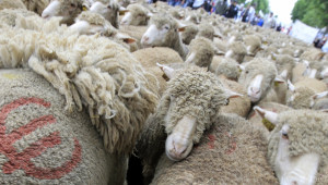 Националната овцевъдна асоциация заплаши с протести заради Българско агне ООД! - Agri.bg