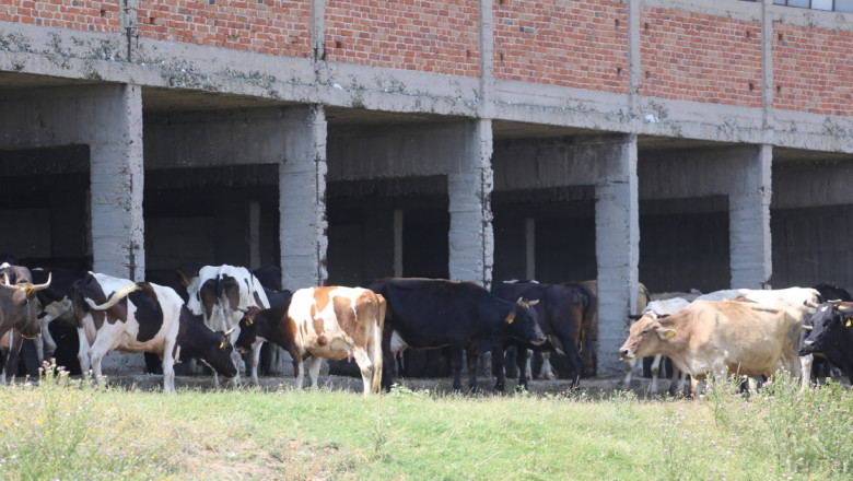 МЗХ разширява обхвата на тематичната подпрограма на ПРСР за животновъди (ВИДЕО)