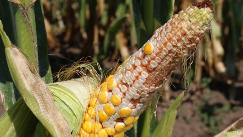 Борис Иванов: Очакваме високи цени на царевицата заради ниските добиви (ВИДЕО)