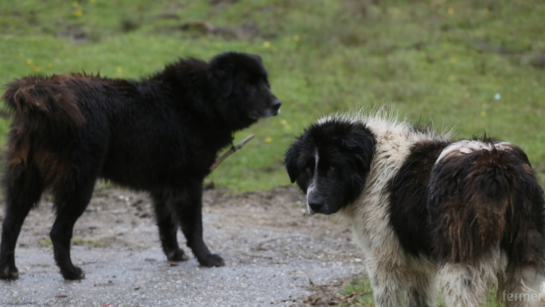 Парк Странджа подари каракачански кучета на местни фермери