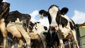 Предстои проверка за нерегламентирано изкупуване на прясно мляко - Agri.bg