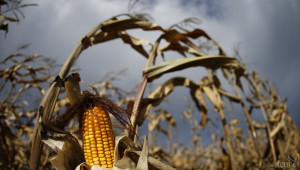 Унгарци откриха 1000 акра с ГМО царевица и ги запалиха демонстративно! - Agri.bg