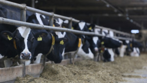 Борбата за субсидия на литър мляко продължава - Agri.bg