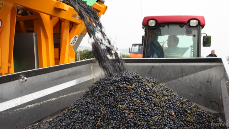Лозари очакват 55 – 60 ст/кг. изкупна цена на винено грозде
