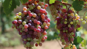 Двойно повече грозде спрямо 2014 г. очакват в Ямбол и Сливен - Agri.bg