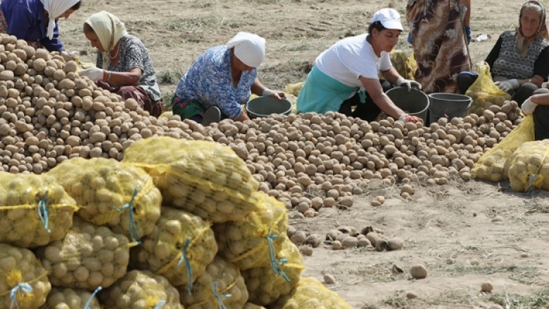 Тежка и сушава година за производителите на картофи. Искат подкрепа (ВИДЕО)