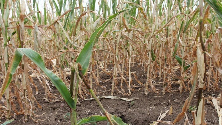 Тежка суша уби реколтата от царевица в съседна Румъния