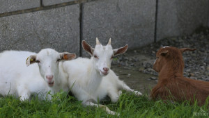 Незаконна търговия с овце и кози от Гърция е причина за бруцелозата - Agri.bg