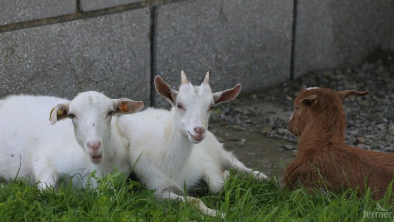 Незаконна търговия с овце и кози от Гърция е причина за бруцелозата