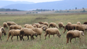 Овче биомляко се изкупува за 1,30 лв./литър (ВИДЕО) - Agri.bg