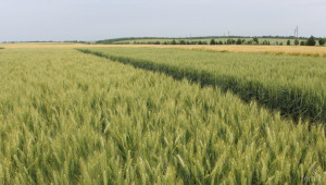 АЗПБ: Промените за сеитбооборота ще създадат трудности на фермерите! - Agri.bg