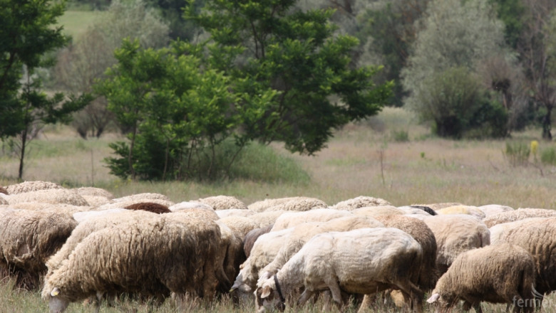 Бруцелоза е установена вече при 169 кози, 5 овце и 2 крави