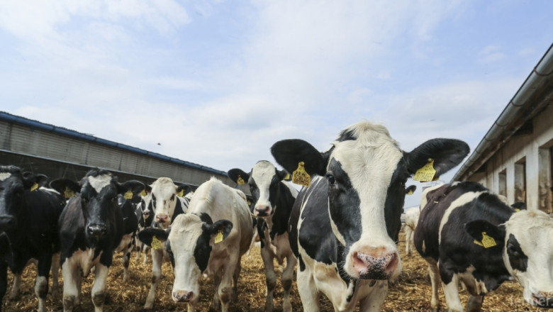 Говедовъдите отново ще искат 10 ст. субсидия за литър мляко