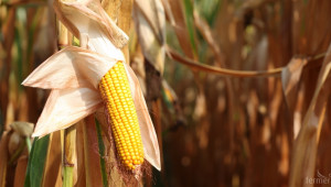 Шотландия забранява отглеждането на ГМО култури