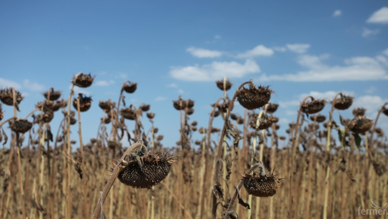 Сушата поставя под риск реколтата от слънчоглед