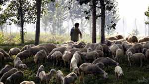 Мистериозна смърт на овце в Родопите - Agri.bg
