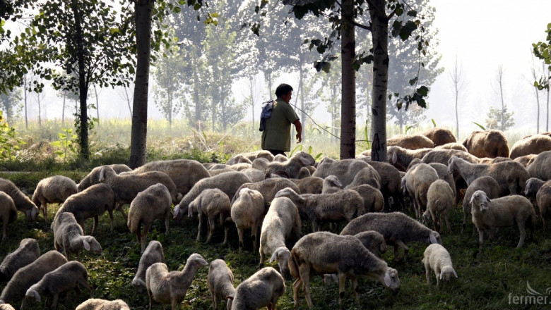 Мистериозна смърт на овце в Родопите