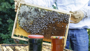 Откраднаха близо 2 тона пчелен мед от стопанска постройка - Agri.bg