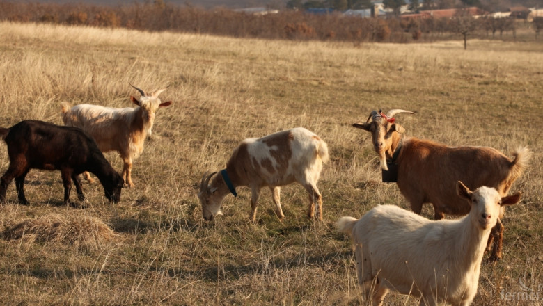 15 кози са заразени с бруцелоза в Кюстендилско. Има и заразен човек (ДОПЪЛНЕНА)