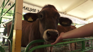 Жана Гаджева:Родопското говедо дава 3500 кг. мляко, 4,5% масленост към 350 кг. тегло (ВИДЕО) - Agri.bg