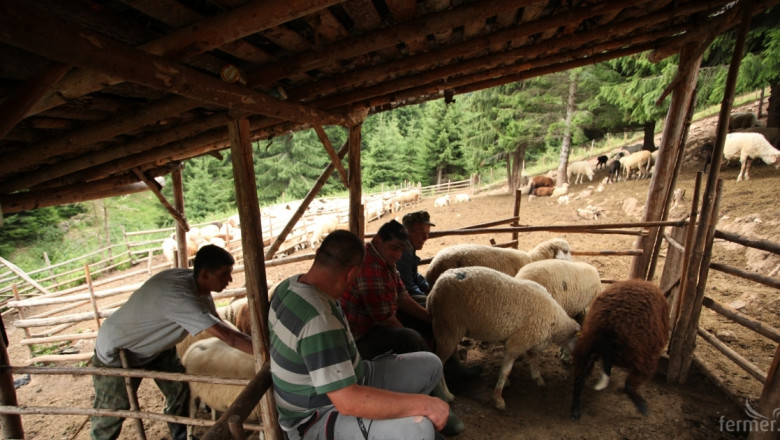 50% спад в овчето мляко отчитат фермери заради Синия език (ВИДЕО)