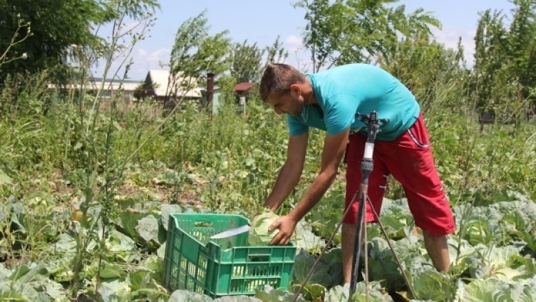 Наемането на сезонни работници в земеделието започва от днес (УКАЗАНИЯ)