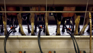 НСГБ: Има индикации за леко повишаване в цената на кравето мляко (АНАЛИЗ) - Agri.bg