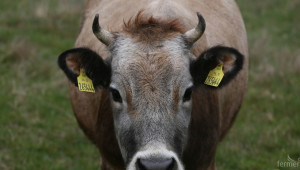 Втори случай на умряла крава със съмнение за антракс - Agri.bg