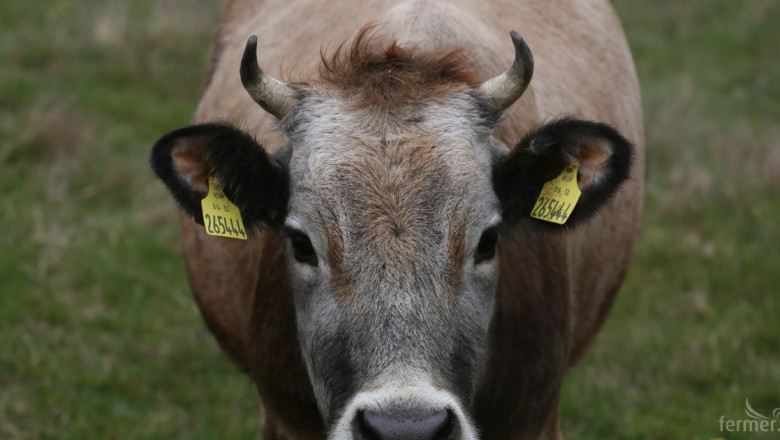 Втори случай на умряла крава със съмнение за антракс