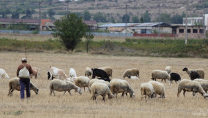 Пребиха пастир и откраднаха стадото му с овце - Agri.bg