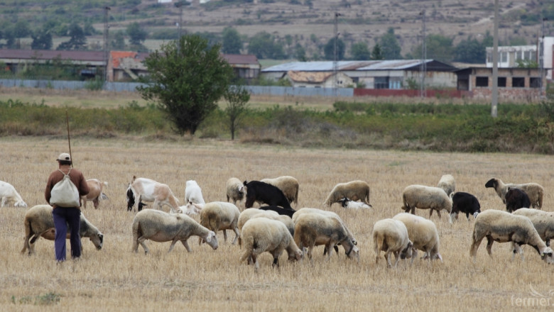 Пребиха пастир и откраднаха стадото му с овце