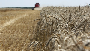 Жечко Андрейнски: 300 лв./тон е цената на пшеницата във Видинско - Agri.bg