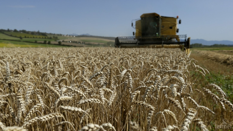 Жътвата на пшеница в Добричко започна при среден добив от  450 кг./дка