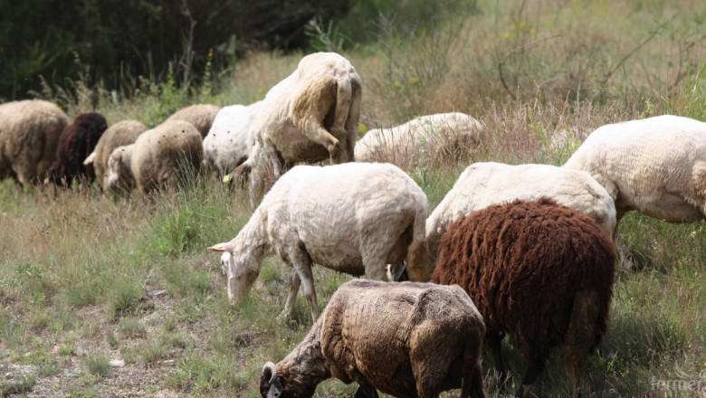 БАБХ и фермери обсъждат мерки срещу болестта шарка по овцете и козите