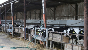 Танева: През октомври тръгват субсидиите на животновъдите! - Agri.bg