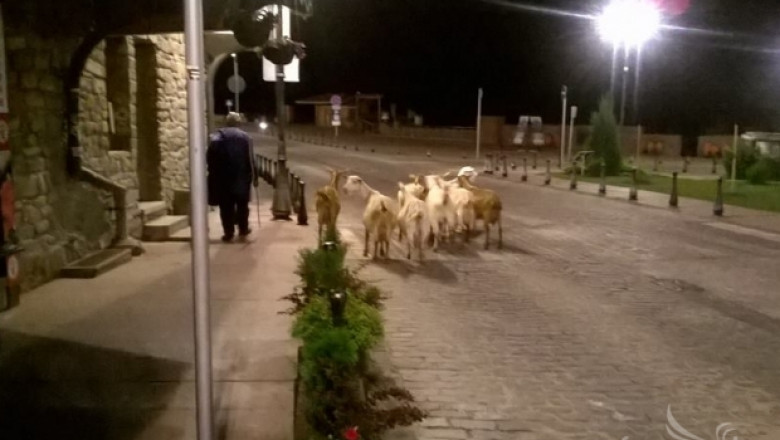 Селскостопански животни се разхождат в големи български градове (СНИМКИ)