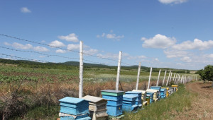 ДФЗ ще приема документи за плащане по Пчеларската програма - Agri.bg