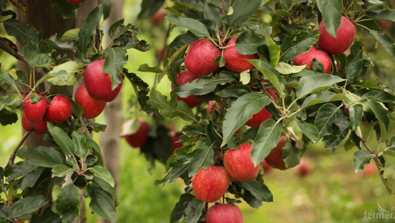 Ябълките в ЕС са пълни с токсични пестициди, сочи доклад на Грийнпийс