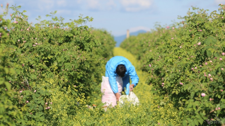 НС одобри еднодневните трудови договори на земеделските работници