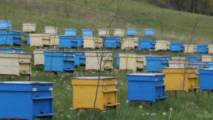 Депутати обещаха да няма ново искане за изнасяне на пчелини извън УПИ - Agri.bg