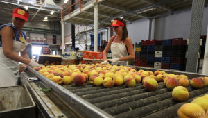 20% по-малко плодове са произведени през 2014 г. Вносът се увеличава! - Agri.bg