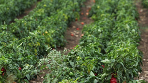 Значителен спад в производството на зеленчуци, отчита МЗХ - Agri.bg