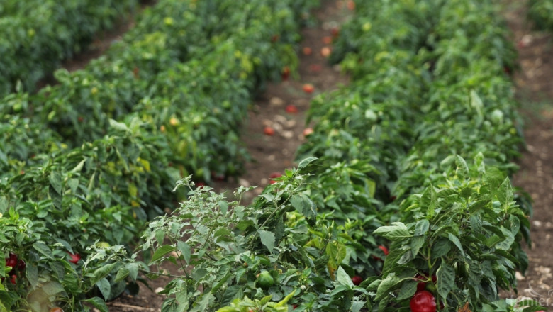 Значителен спад в производството на зеленчуци, отчита МЗХ