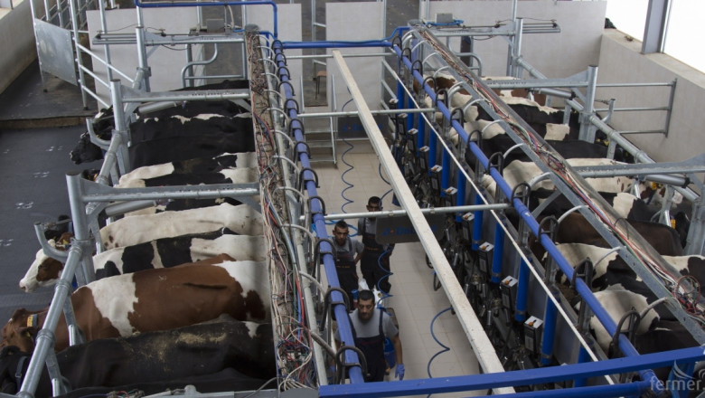 3600 ферми от 38000 са в Първа категория за производство на мляко