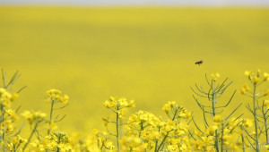 Цветан Миков, арендатор: Пчелари и фермери трябва да работят заедно! (ВИДЕО) - Agri.bg