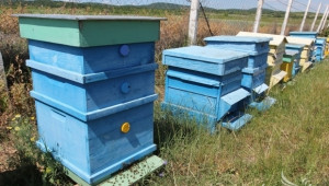 Пчелните кошери няма да се изнасят извън населените места, засега - Agri.bg