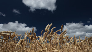Цената на пшеницата стартира от 194$/тон. Русия въведе нов данък за износ - Agri.bg