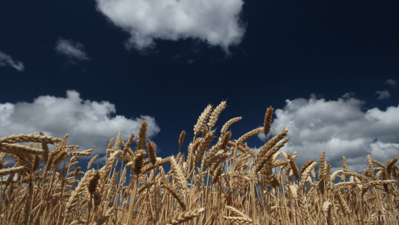 Цената на пшеницата стартира от 194$/тон. Русия въведе нов данък за износ