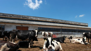 Танева: Проектите на животновъдите в селски райони по 4.1 ще бъдат одобрени! - Agri.bg