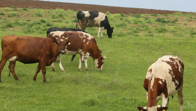 Национална среща на говедовъдите ще се проведе на 29 и 30 май (ПРОГРАМА)